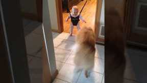 Funny Dog Teaches Baby How to Bounce in Swing!