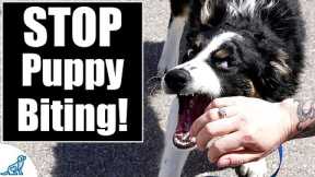 Your Complete Guide To STOP Puppy Biting