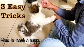 How to teach your puppy 3 basic tricks | Cutest Shih Tzu video | Mimi