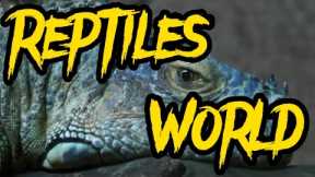 Reptiles World 🌎 4K Ultra HD Video || Reptiles World Video @Mr.Das__