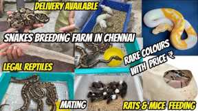 Snakes Breeding Farm in Chennai 🐍😨 || Price || Delivery || A to Z Caring Tips🐀 @PetsAt