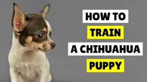 How to Train a Chihuahua Puppy - Best Tips in 2023