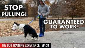 The MOST REALISTIC Leash Dog Training Lesson EVER! STOP PULLING!