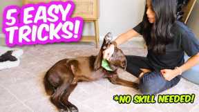 5 COOLEST DOG TRICKS IN 5 MINUTES 🐶 Easily impress your friends 😎