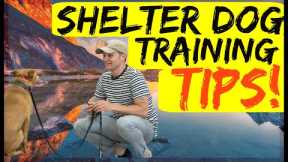 Shelter dog training tips| Tips to training my rescue dog