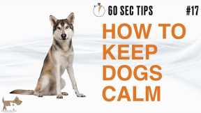 HOW TO KEEP YOUR DOG CALM - 60 SEC Dog Training Tips #17