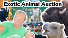 Head With Us To The Exotic Animal Auction