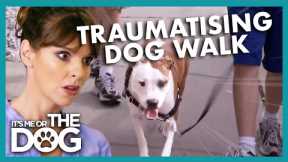 Gruesome Discovery on Dog Walk | It's Me or The Dog