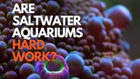 Are Saltwater Aquariums HARD to Maintain? Who Cares!