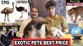 ALL EXOTIC PETS at Best Price 😱🔥 All India Delivery available