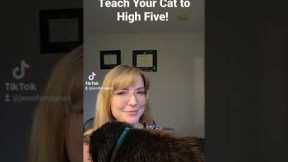 How to teach your cat to high five! One of the easiest and best cat tricks. 😻