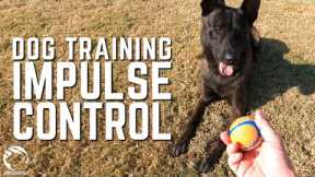 Dog Training for Impulse Control