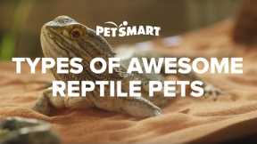 PetSmart’s Types of Awesome Reptile Pets