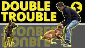 2 Reckless, Nutty Dogs in 1 House...Coincidence? See the Problem and Learn the solution.