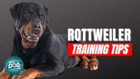 How to Train Your Rottweiler | Best Rottweiler Puppy Training Tips