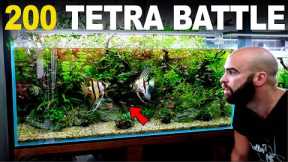 The Battle Of The Angelfish! 4ft 200 Tetra Aquarium