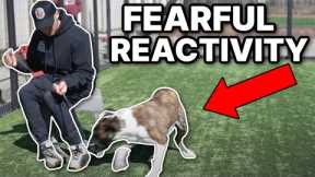 Fearful rescue dog with a bite history desperately needs training! How to train a fearful dog.