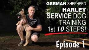 First Ten Steps When Training A Service Dog!