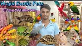 Wajid Exotic Pets| Handtame Birds  Cat, Iguana,Hamster,Turtle Etc | Zubair Sayyed Vlogs