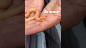 Hognose Snake Bite! #westernhognose #hognosesnake #snakebite #snakes