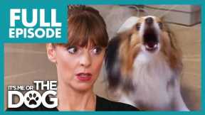 Fearful Papillions in Panic Mode! | Full Episode | It's Me or The Dog