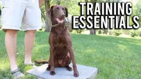 Essential Gear For Hunting Dog Training