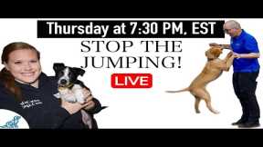 How To STOP Your Dog From Jumping Up!