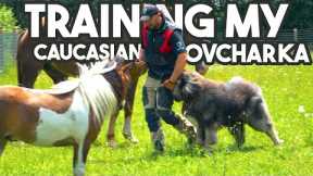 Obedience Training my Caucasian OVCHARKA