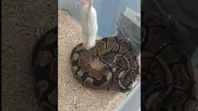 feeding my ball python