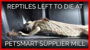 Reptiles Left to Die at PetSmart Supplier Mill