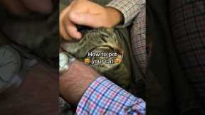 How to pet a cat (the RIGHT way!)