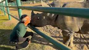 Two Rhinos Becoming Best Friends at Monterey Zoo