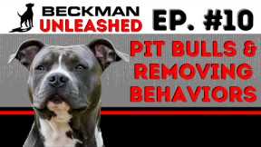 How to Stop Any Negative Behavior with your Dog - Pit Bulls on Breed of the Week