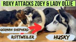 Husky Roxy Attacks German Shepherd Zoey & Rottweiler Lady Ollie: Female Pet Fight In Our House