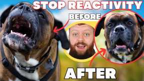 How To Fix Reactive Dog In 3 Simple Steps