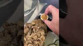 How To Feed Your Crested Geckos! *EASY* #shorts #animals #reptiles #lizard #food #howto #gecko #zoo