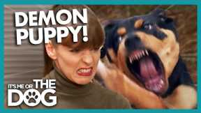 Disaster Strikes When Demon Puppy Attacks! |  It's Me or The Dog
