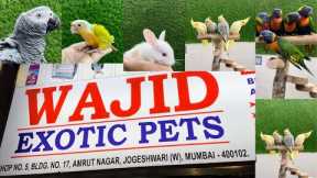 Wajid Exotic pets shop all types of pets available-9082483710
