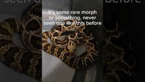 I saves my neighbor's pet snake! #pets #reptiles #venomoussnakes #animalrescue #rattlesnake