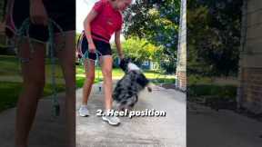 Dog Training Tips #shorts #dogs #dogtraining #doglover 💥🦮
