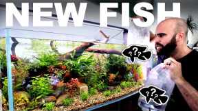 INSANE NEW FISH! 4ft No Filter Aquarium