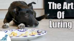 Dog Training Using Food Luring - Professional Dog Training Tips