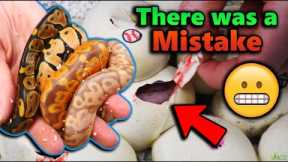 Our Baby Ball Pythons Hatched!! But...