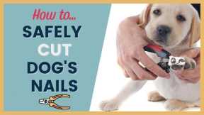 Step By Step Guide to Cutting Dogs Nails