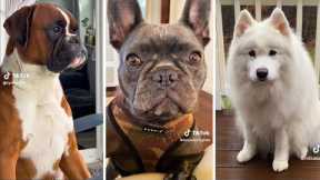 Trending Funny Doggos 😅 Funniest Dogs and Puppies😹🐶