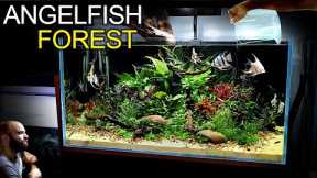 Building a STUNNING 3ft Aquarium for Angelfish & Emperor Tetras