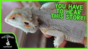 BEARDED DRAGONS AREN’T JUST PET REPTILES AND THIS IS WHY!