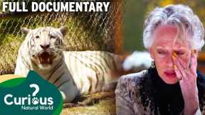 The Reality Of Keeping Pet Tigers & Bears | Full Documentary | Predator Pets