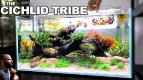 The Cichlid Tribe: EXQUISITE All in 1 Aquarium Kit