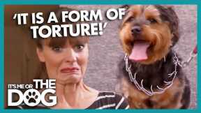 Victoria shocked by tortured  Dog wearing a 'Pinch Collar' | It's Me or The Dog